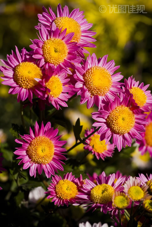 菊花|优图佳视