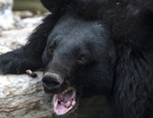 北京野生动物园亚洲黑熊